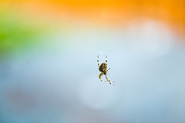 Spider on Web with Colorful Background