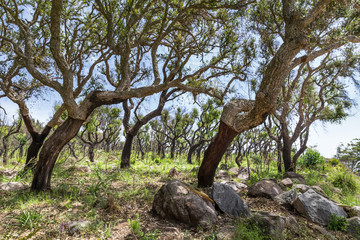 Fototapeta na wymiar Cork tree in Monchique mountains in the Algarve in Portugal
