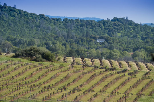 Vineyards, Amador County, California