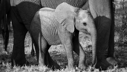 Elephant calf - South Africa