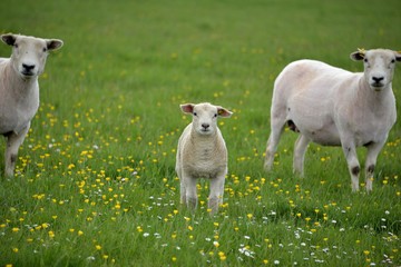 Obraz premium Mouton