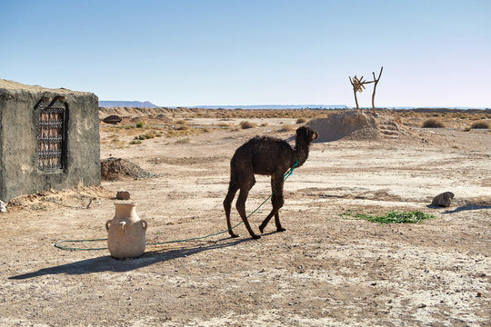 Little camel near a well in the desert, Morocco
