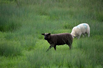 Obraz premium Mouton