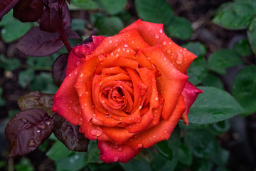 Rose with raindrops