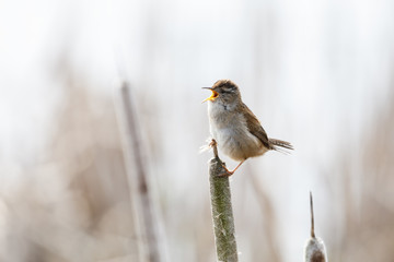 Brown Marsh Wren