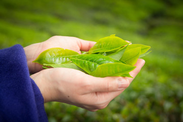 woman holding tea leaves