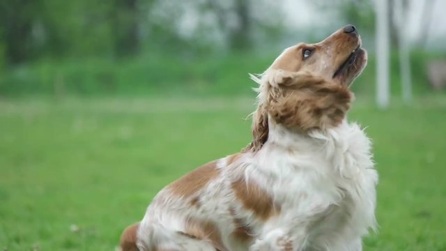 Playful english cocker spaniel sits and looks up on the green lawn