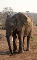 Elephant portrait - South Africa