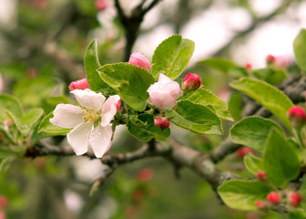 white with pink flowers of Apple tree bloom in the spring after a rain