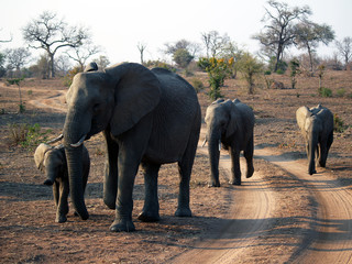Fototapeta na wymiar African Elephant herd