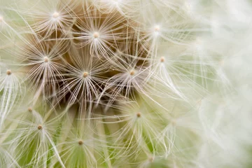 Fotobehang Blooming dandelion © Jiri