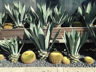 agave cactus