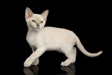 Playful White Burmese Kitten with green eyes on Isolated Black Background, side view