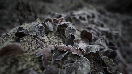 blätter in der kälte