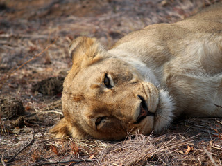 Lion resting and looking directly at the camera