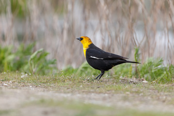 Yellow-headed blackbird