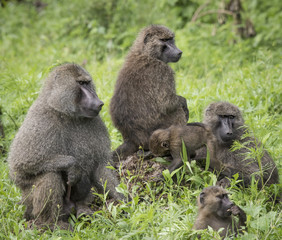 Baboon Family, Ngorongoro Crater, Tanzania