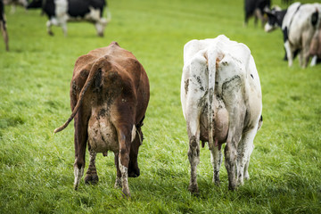 Cattle with large udder grazing on a green field