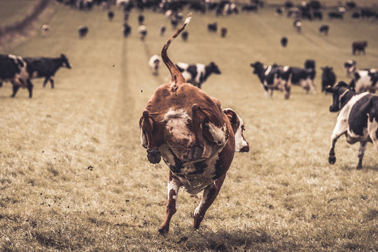 Wild Hereford Cow Jumping And Kicking