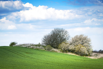 Green meadow in the spring