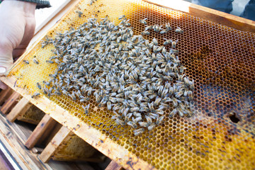Background texture and pattern of a section of wax honeycomb
