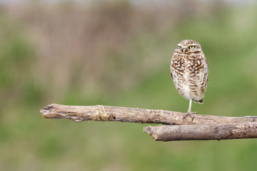 adult burrowing owl