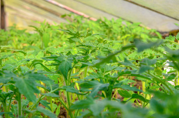 saplings tomato growing in the greenhouse