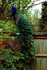 Naklejka premium London Peacock