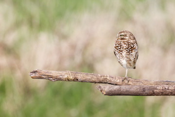 adult burrowing owl
