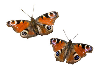 Tagpfauenauge isoliert