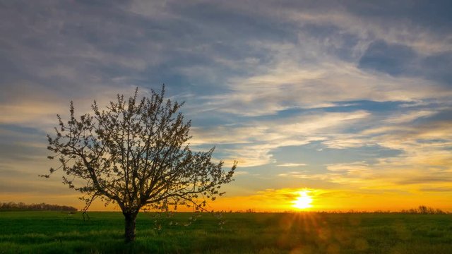 
Sunset Sky over the Green Field with Blooming Cherry Tree. Time Lapse. 4K 
