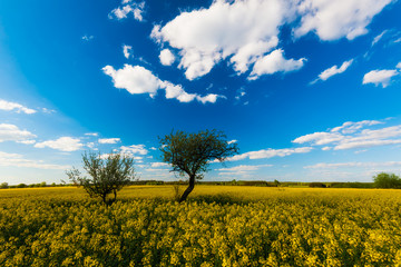 flowers of oil in rapeseed field with blue sky and clouds
