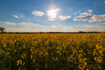 Fototapeta premium flowers of oil in rapeseed field with blue sky and clouds