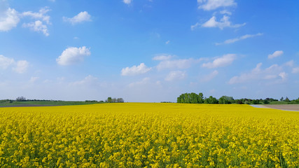 Obraz premium Rapsfeld in Niederösterreich
