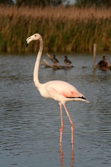 Flamingo in Camargue