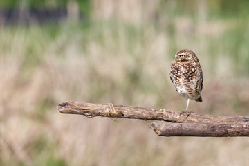 adult burrowing owl