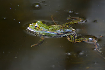 schwimmender Frosch