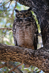 Eagle Owl sleeping in tree 