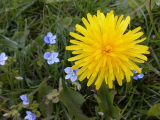 Dandelion and little blue flowers in meadow