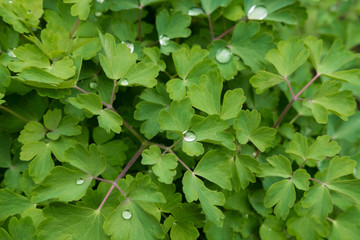 rain drops on green spring grass and leaves