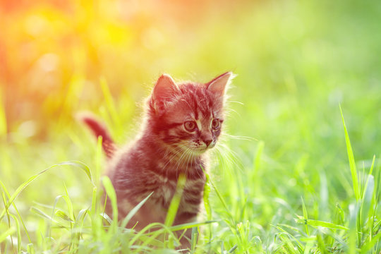 Little kitten walking outdoor in a grass in summer