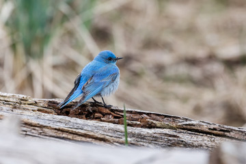 Male mountain bluebird
