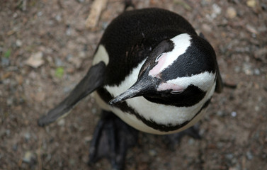 Aerial views of penguin at Boulders Beach