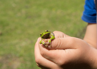 green little frog in children's hands