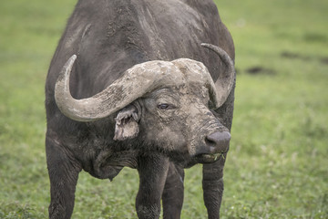 Muddy Cape Buffalo