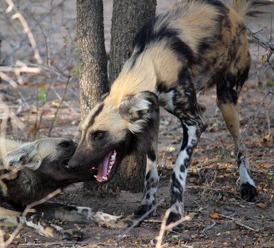Wild dog panting after chase