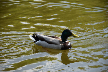 Beautiful duck