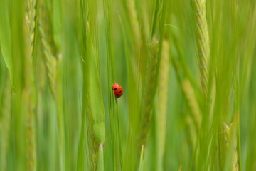 Ladybug in field of Barley