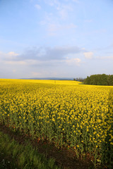 Deutschland, Weserbergland, Rapsfeld