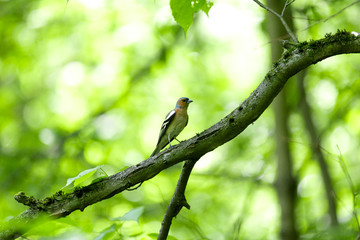 Chaffinch on a branch in spring forest